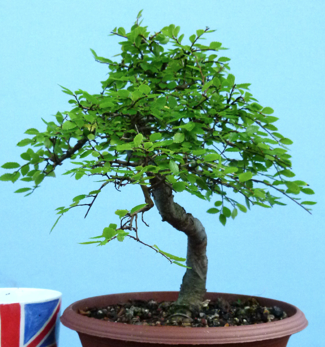 Chinese Elm Bonsai Tree - CLEARANCE
