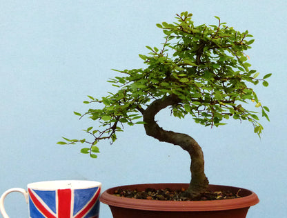 Chinese Elm Bonsai Tree - CLEARANCE
