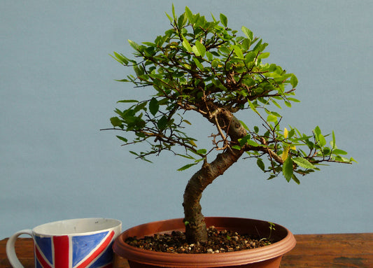 Chinese Elm Bonsai Tree - CLEARANCE