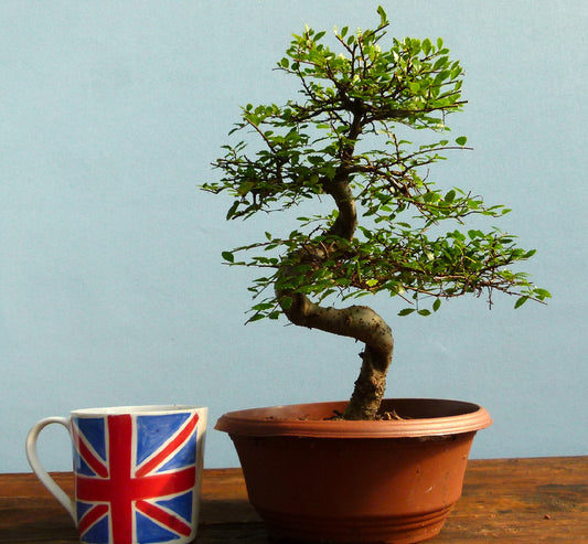 Chinese Elm Bonsai Tree - CLEARANCE