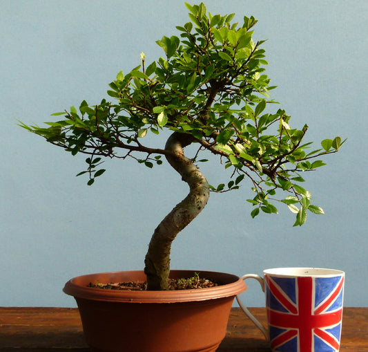 Chinese Elm Bonsai Tree - CLEARANCE