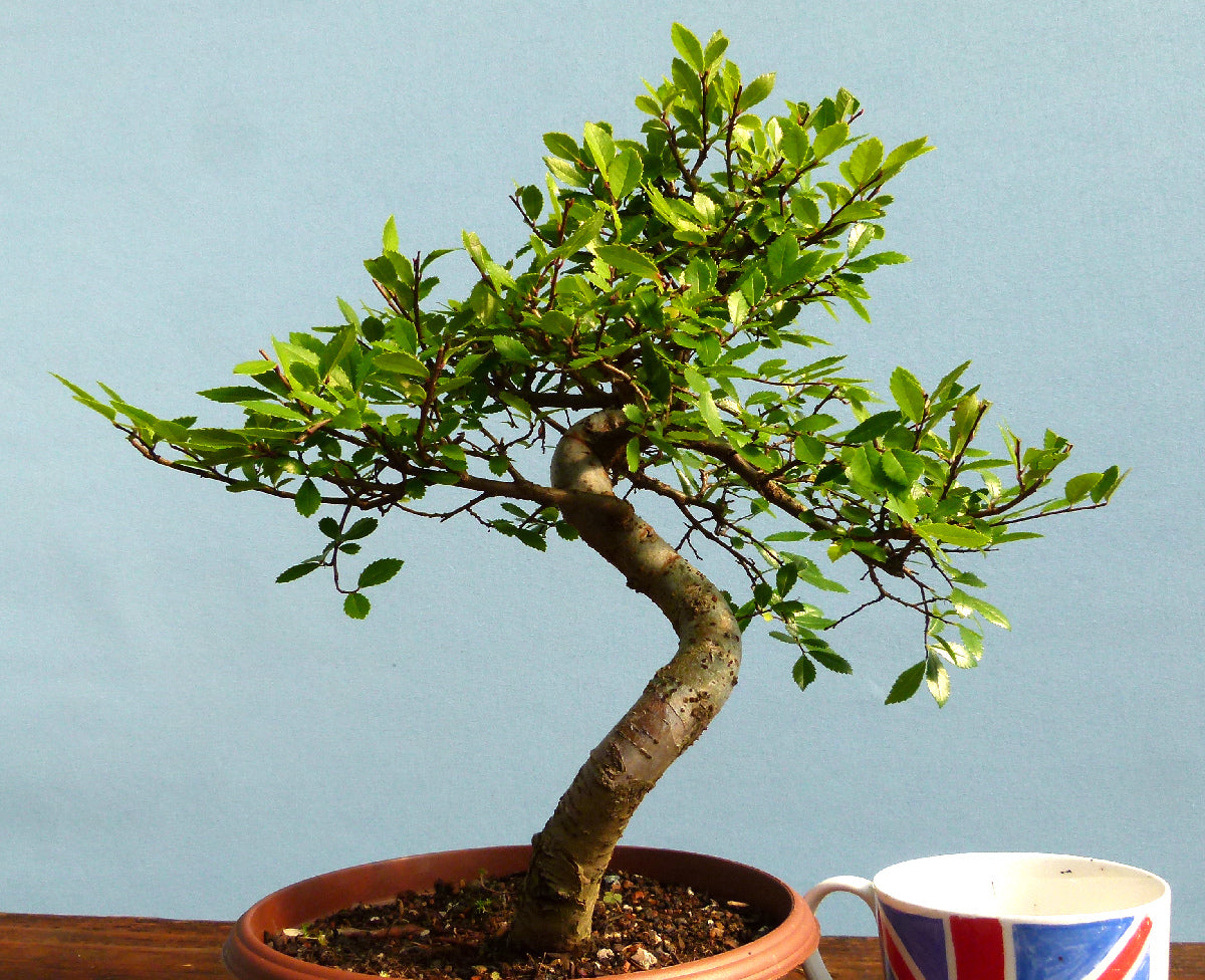 Chinese Elm Bonsai Tree - CLEARANCE