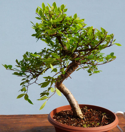 Chinese Elm Bonsai Tree - CLEARANCE