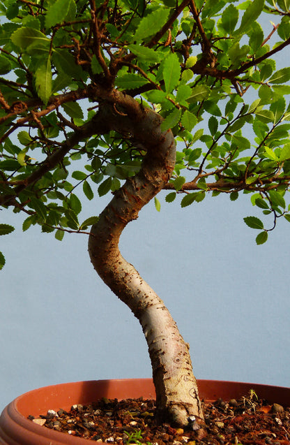Chinese Elm Bonsai Tree - CLEARANCE