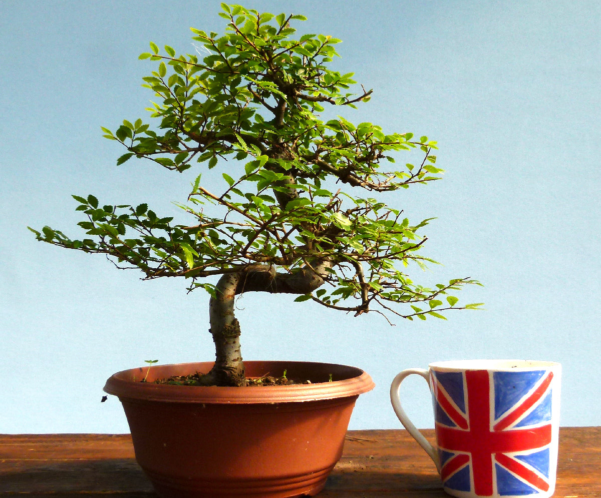 Chinese Elm Bonsai Tree - CLEARANCE