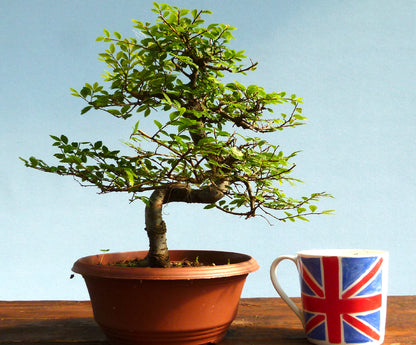 Chinese Elm Bonsai Tree - CLEARANCE