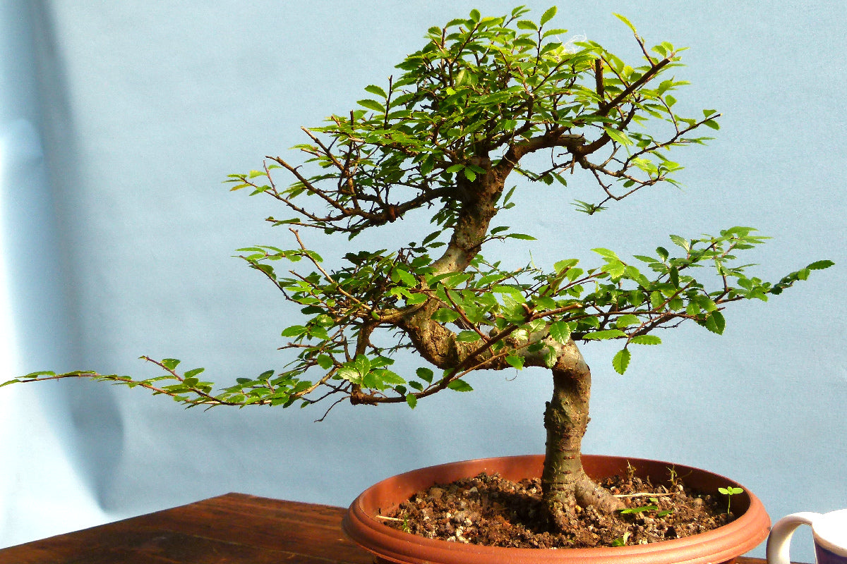 Chinese Elm Bonsai Tree - CLEARANCE