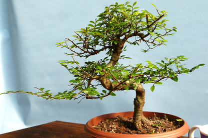 Chinese Elm Bonsai Tree - CLEARANCE
