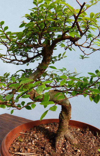 Chinese Elm Bonsai Tree - CLEARANCE