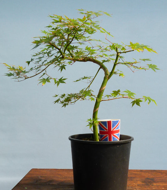 Japanese Maple Bonsai Starter Tree - CLEARANCE