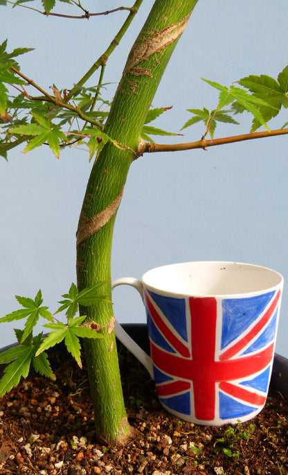 Japanese Maple Bonsai Starter Tree - CLEARANCE
