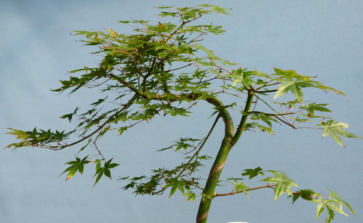 Japanese Maple Bonsai Starter Tree - CLEARANCE