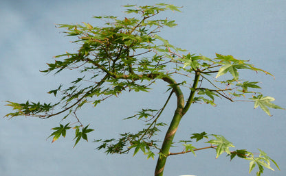 Japanese Maple Bonsai Starter Tree - CLEARANCE