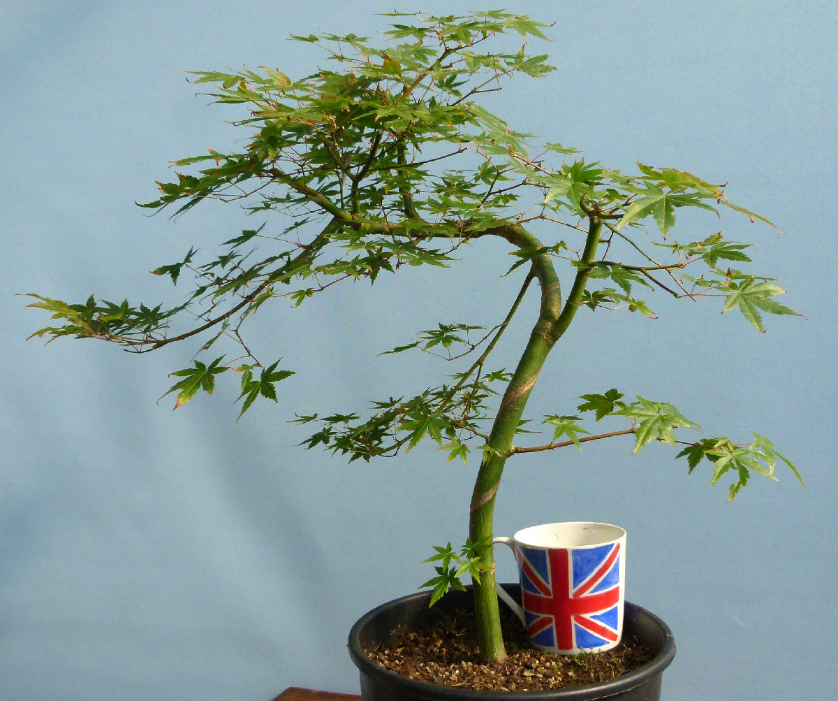 Japanese Maple Bonsai Starter Tree - CLEARANCE