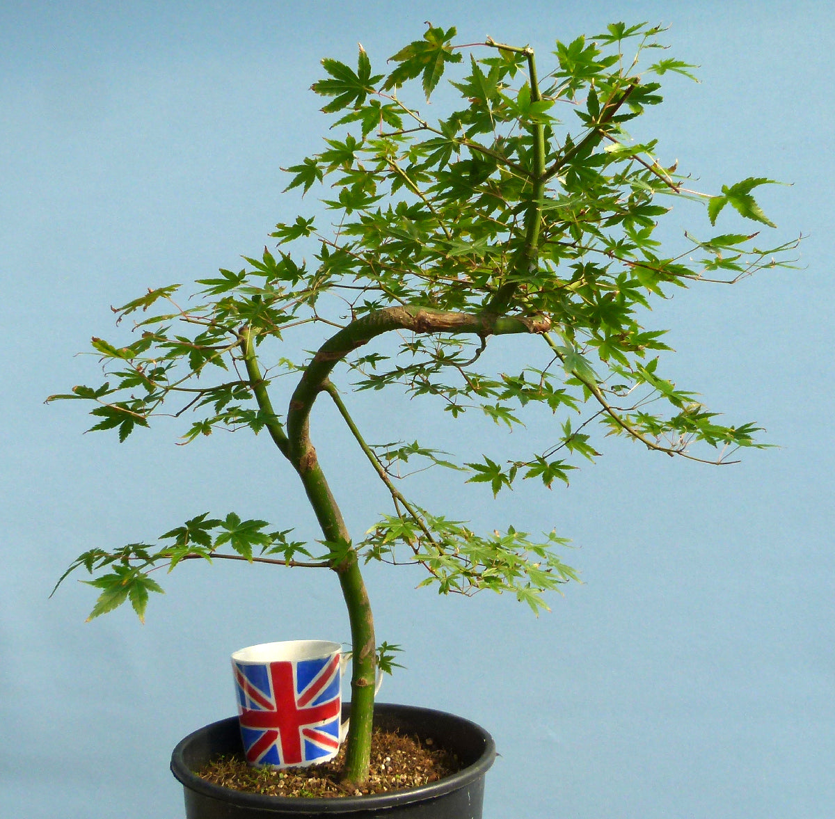 Japanese Maple Bonsai Starter Tree - CLEARANCE