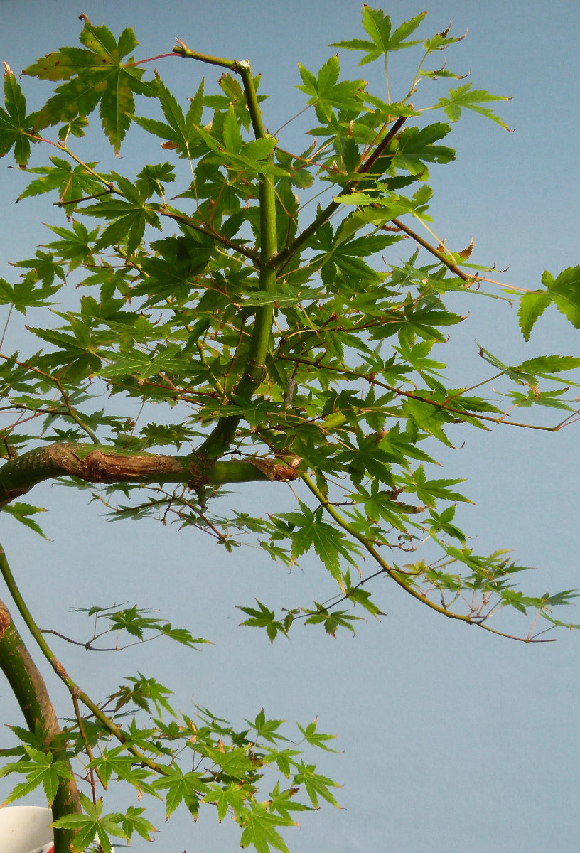 Japanese Maple Bonsai Starter Tree - CLEARANCE