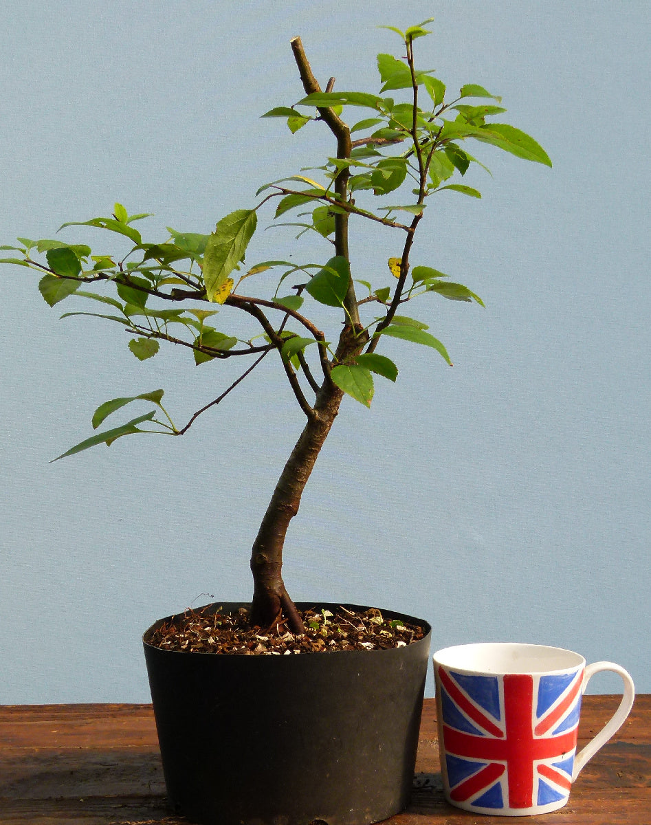 Bonsai Starter Tree Bonsai Material - Crab Apple