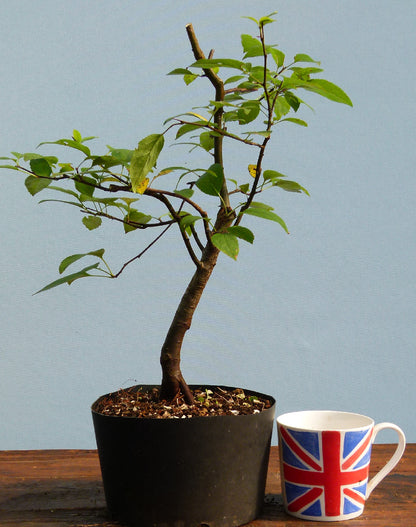 Bonsai Starter Tree Bonsai Material - Crab Apple