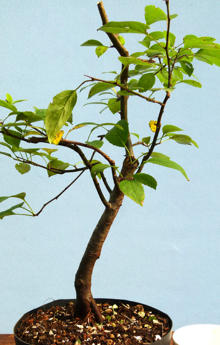 Bonsai Starter Tree Bonsai Material - Crab Apple