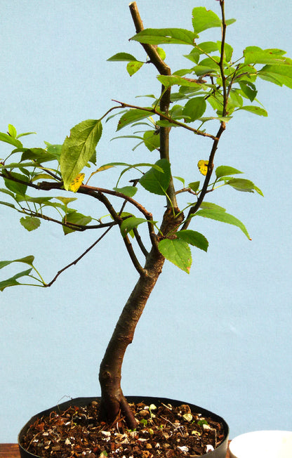 Bonsai Starter Tree Bonsai Material - Crab Apple