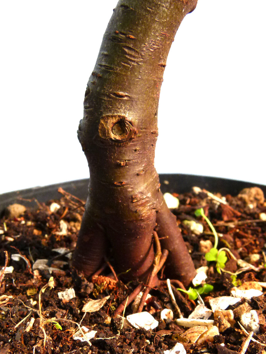 Bonsai Starter Tree Bonsai Material - Crab Apple