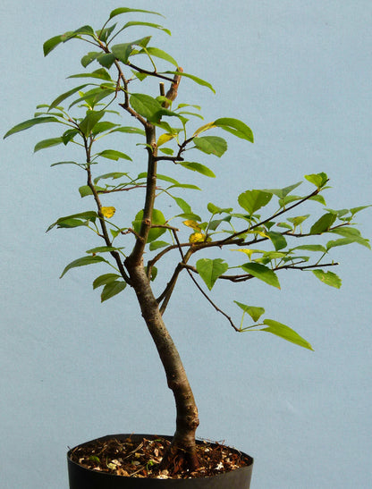 Bonsai Starter Tree Bonsai Material - Crab Apple