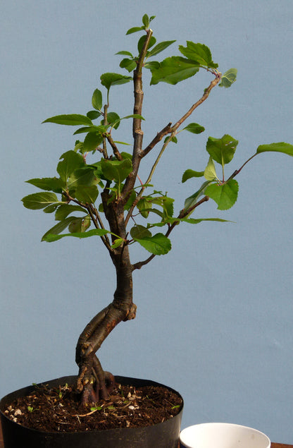 Bonsai Starter Tree Bonsai Material - Crab Apple