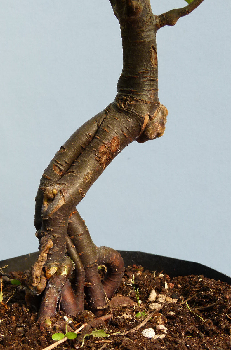 Bonsai Starter Tree Bonsai Material - Crab Apple