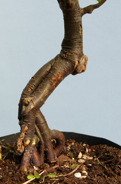 Bonsai Starter Tree Bonsai Material - Crab Apple