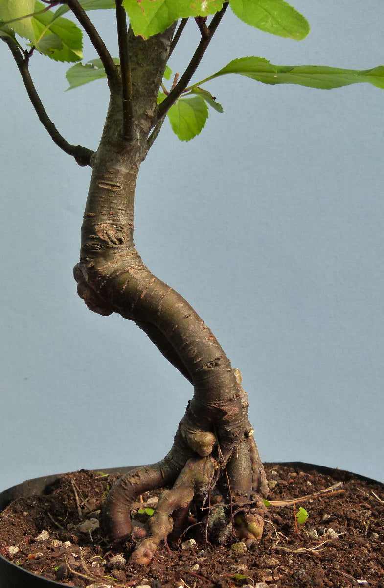 Bonsai Starter Tree Bonsai Material - Crab Apple