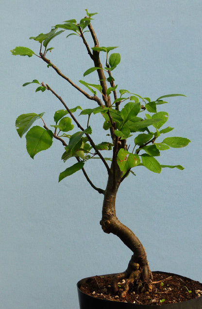 Bonsai Starter Tree Bonsai Material - Crab Apple