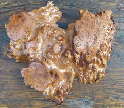 Burr Slab - Bonsai / Accent Plant Display Stand Burl