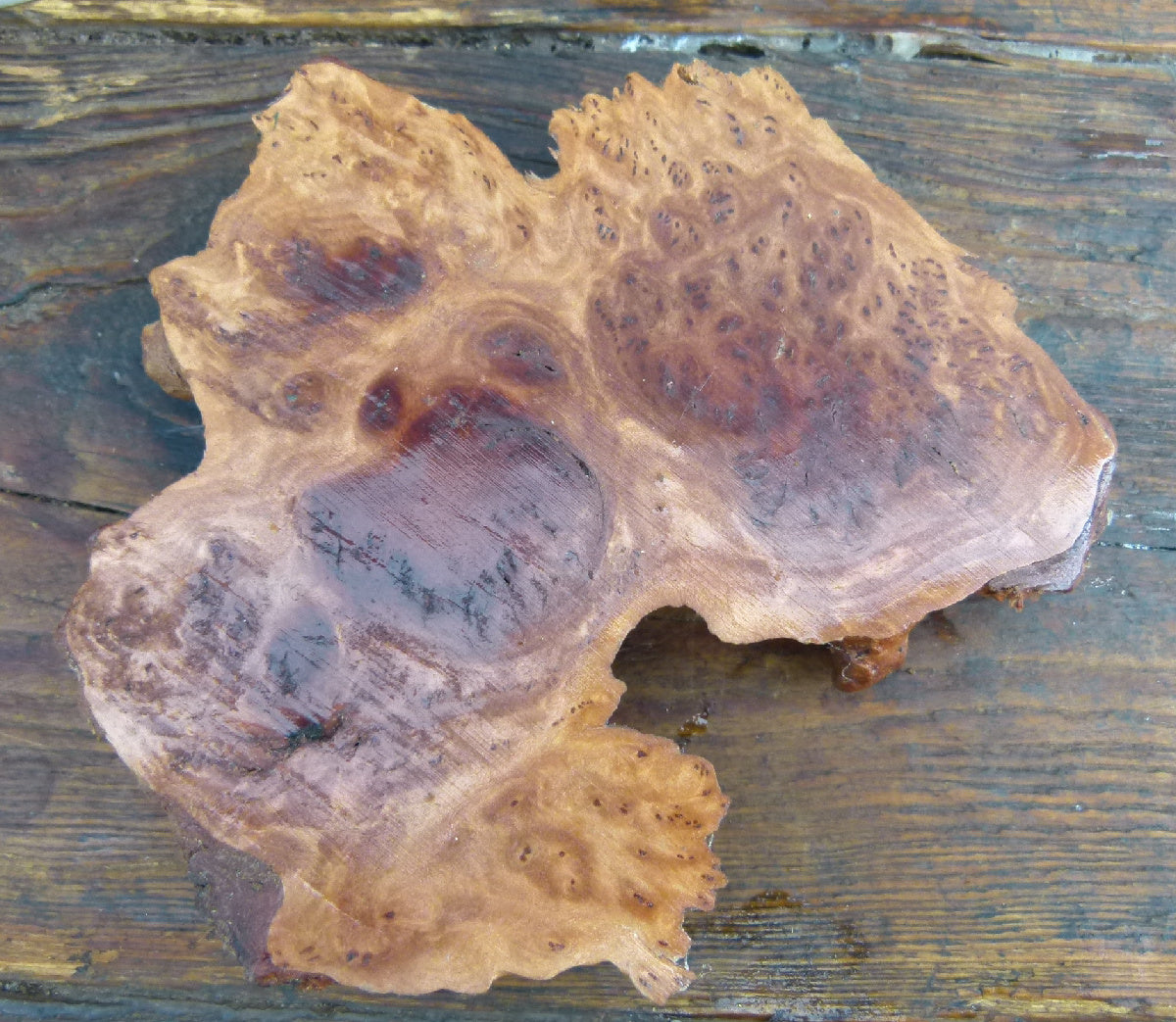 Burr Slab - Bonsai / Accent Plant Display Stand Burl