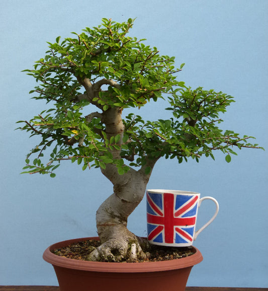 Chinese Elm Bonsai Tree