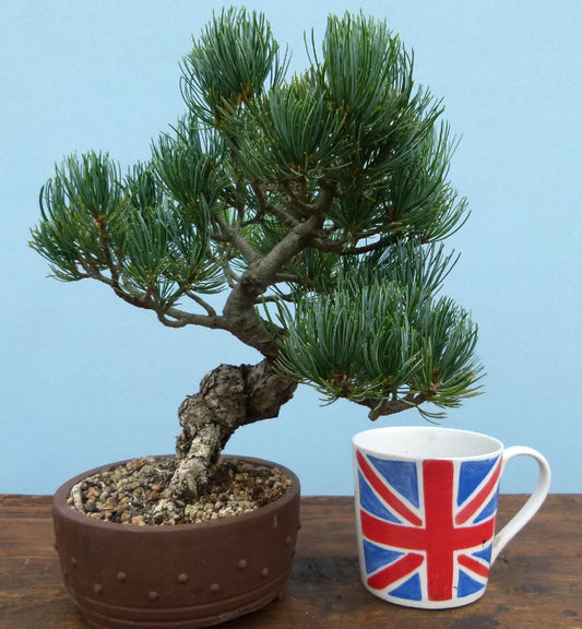 Japanese White Pine Shohin Bonsai Tree