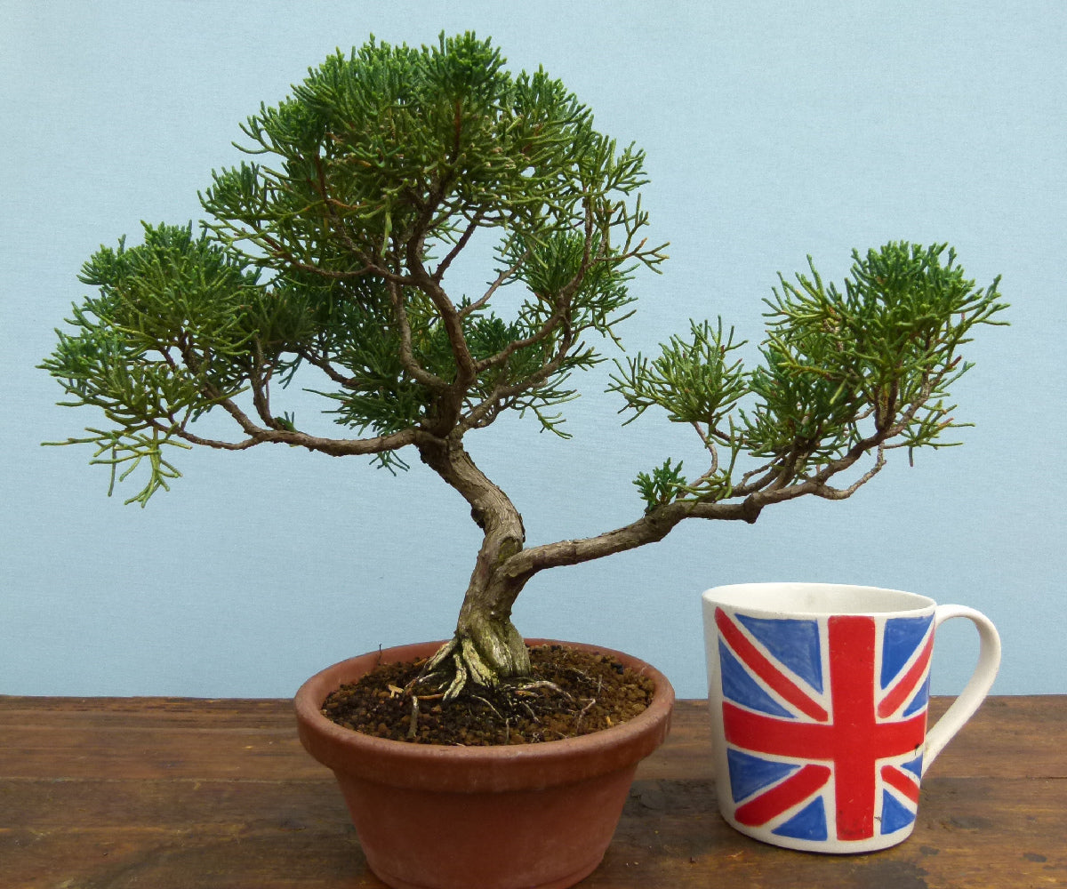 Chinese Juniper Evergreen Bonsai Tree