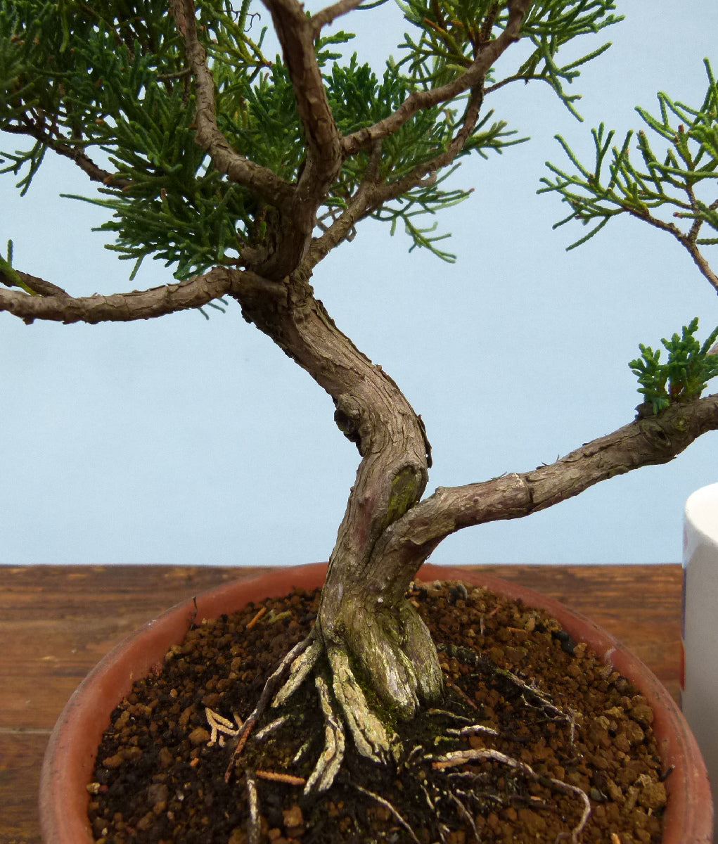 Chinese Juniper Evergreen Bonsai Tree