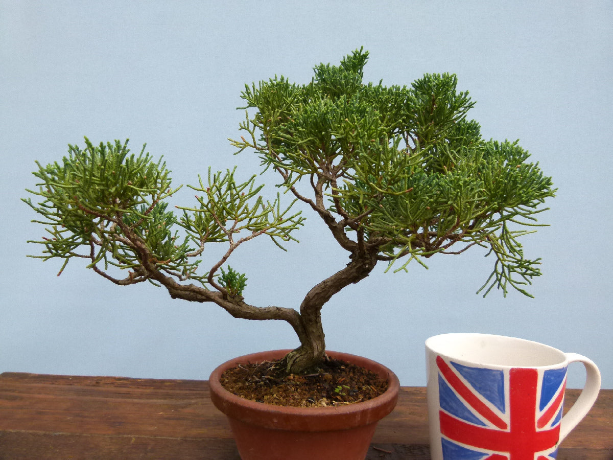 Chinese Juniper Evergreen Bonsai Tree