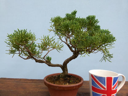 Chinese Juniper Evergreen Bonsai Tree