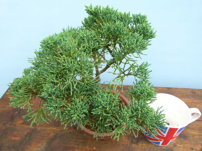 Chinese Juniper Evergreen Bonsai Tree