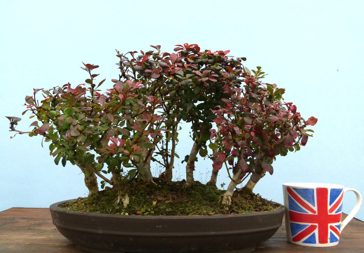 Berberis Bonsai Group Planting
