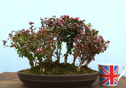 Berberis Bonsai Group Planting