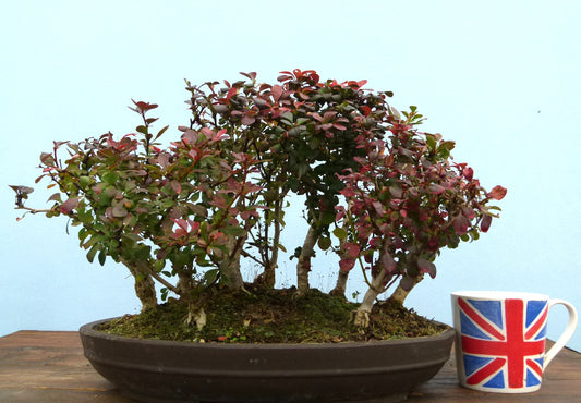 Berberis Bonsai Group Planting
