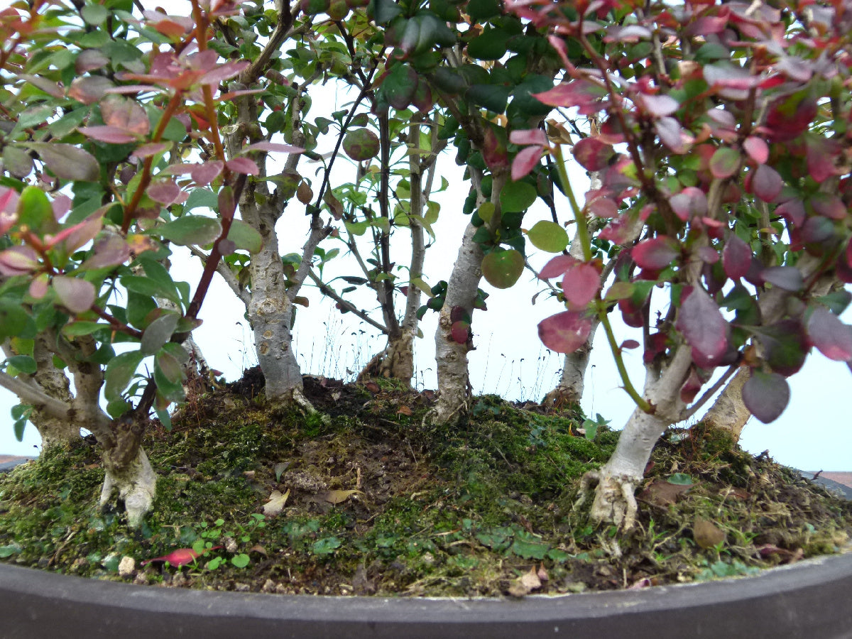 Berberis Bonsai Group Planting