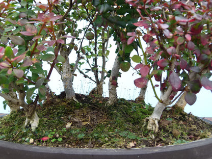Berberis Bonsai Group Planting