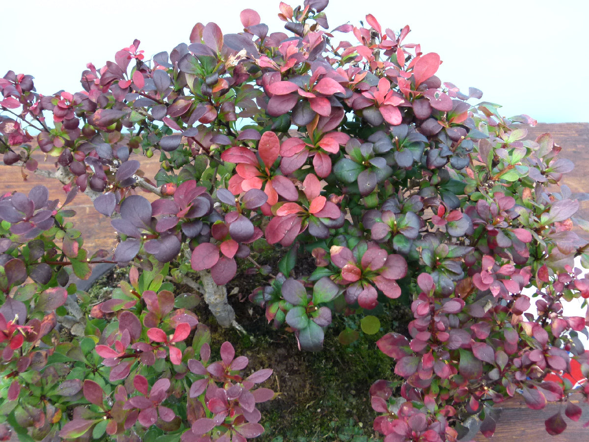 Berberis Bonsai Group Planting