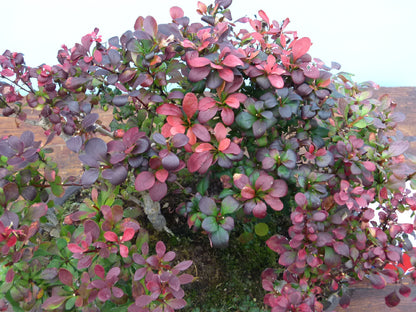 Berberis Bonsai Group Planting