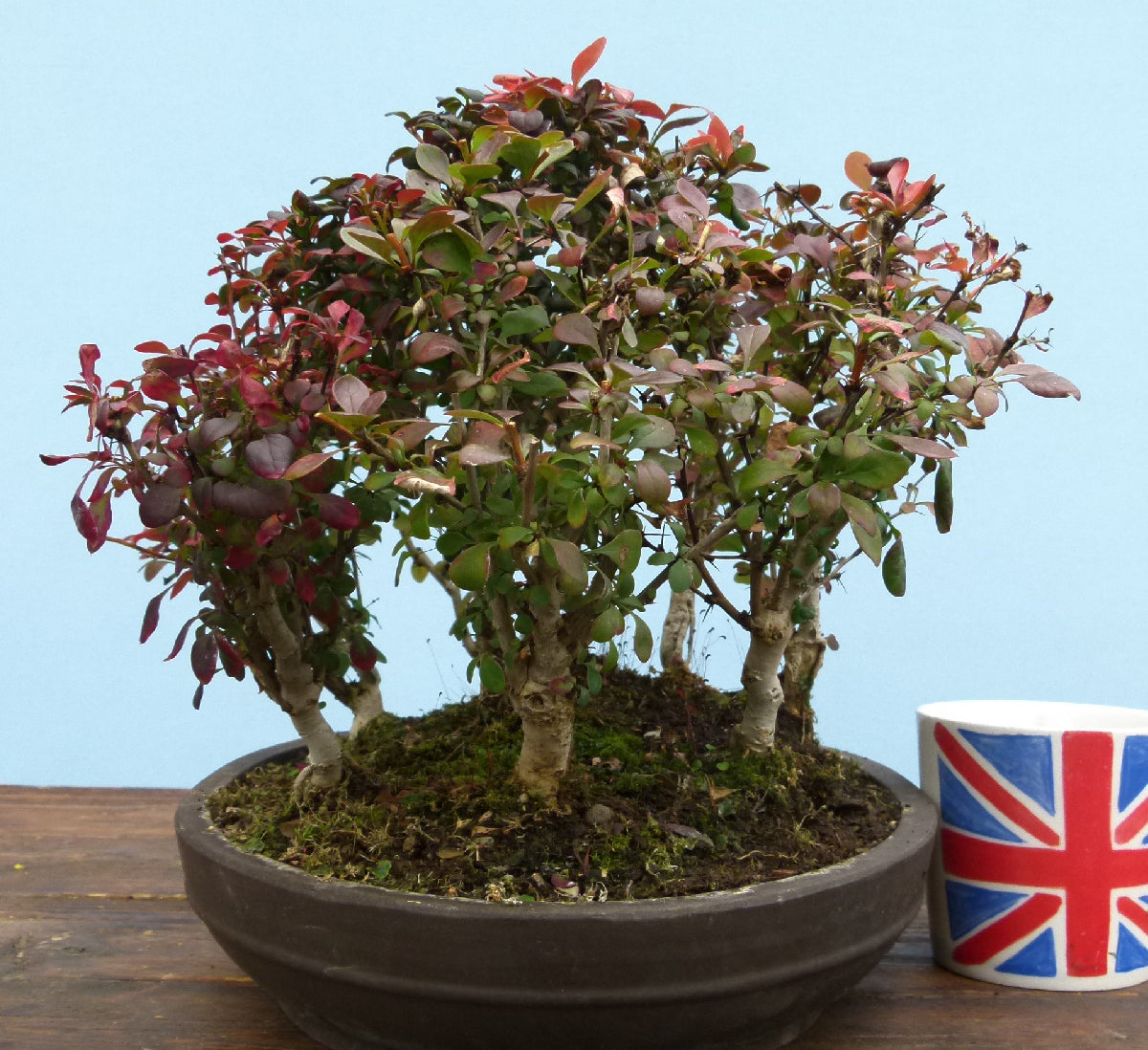 Berberis Bonsai Group Planting