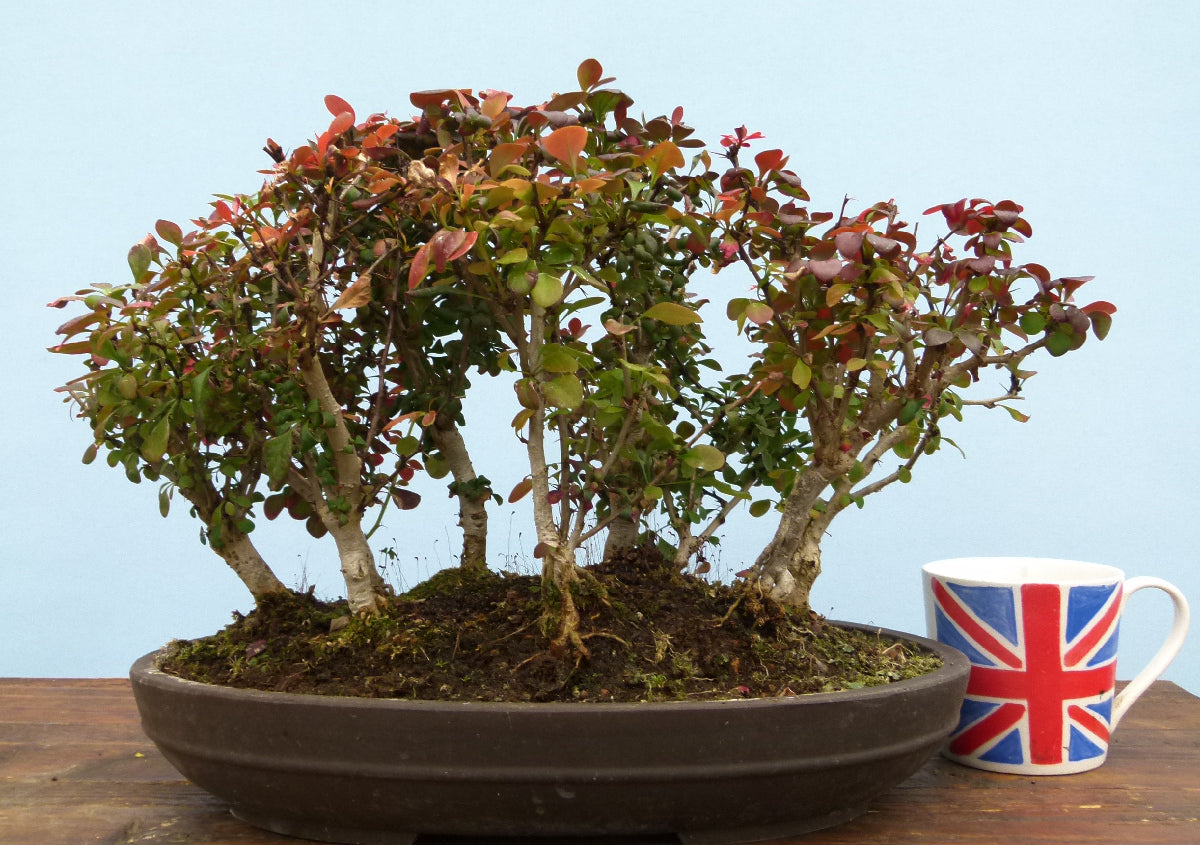Berberis Bonsai Group Planting