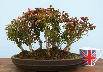 Berberis Bonsai Group Planting